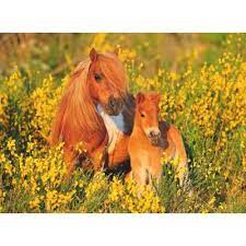 Shetland Pony 100XXL Puzzle